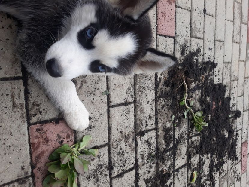  - Husky Maylo