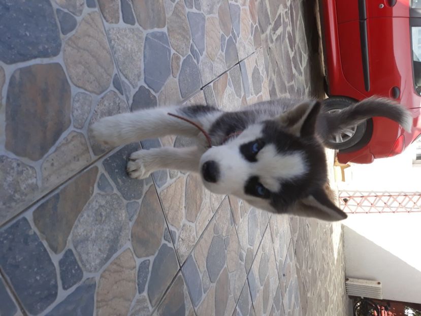  - Husky Maylo