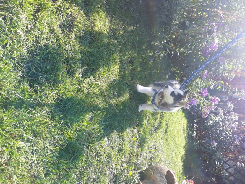 20200906_102021(0) - Husky Maylo