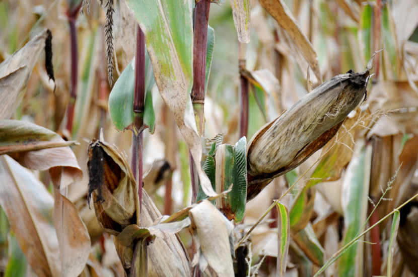  - 03 Gradina de legume 2020