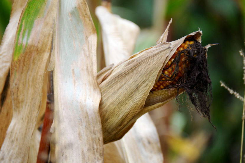  - 03 Gradina de legume 2020