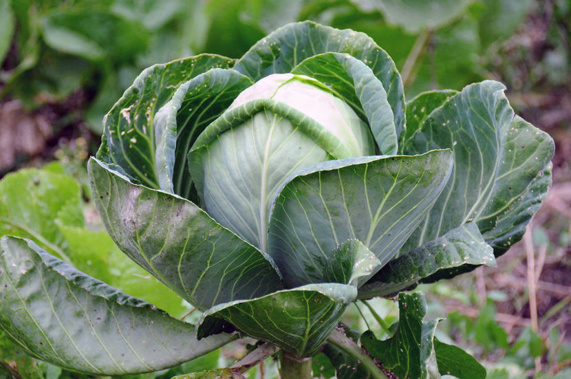  - 03 Gradina de legume 2020