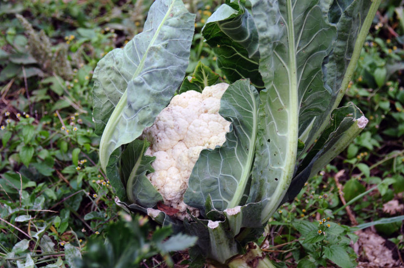  - 03 Gradina de legume 2020