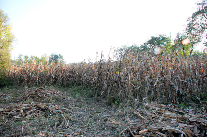  - 03 Gradina de legume 2020