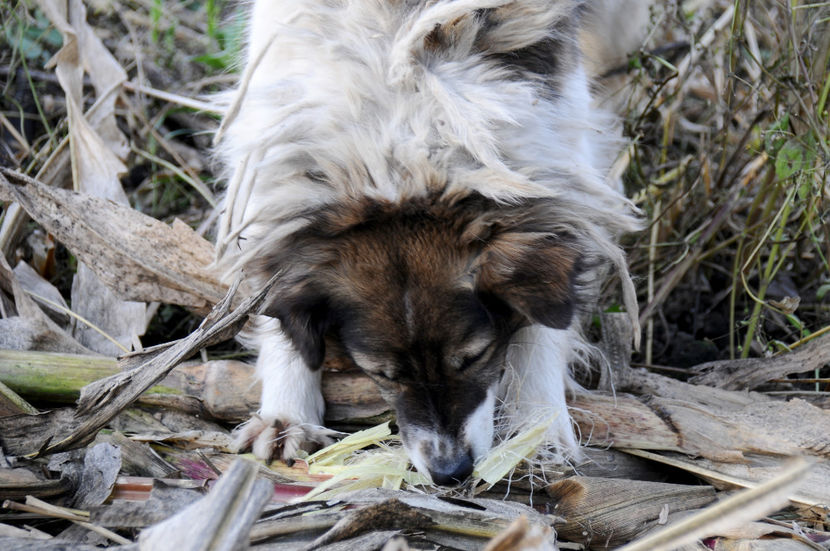  - 03 Gradina de legume 2020