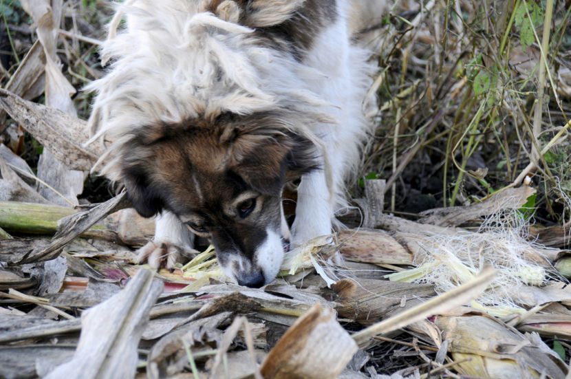  - 03 Gradina de legume 2020