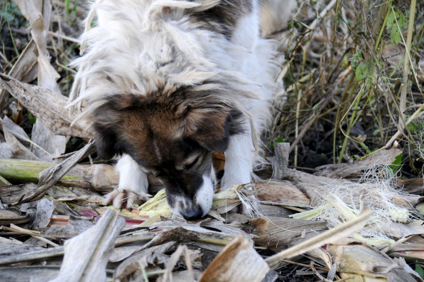  - 03 Gradina de legume 2020