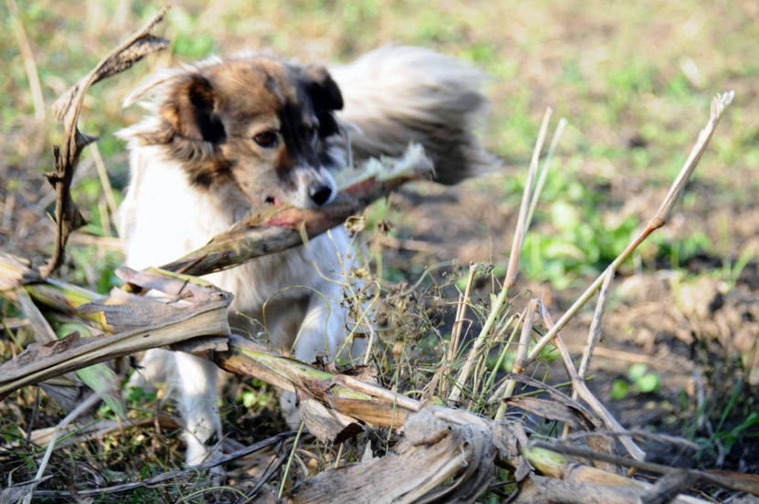  - 03 Gradina de legume 2020