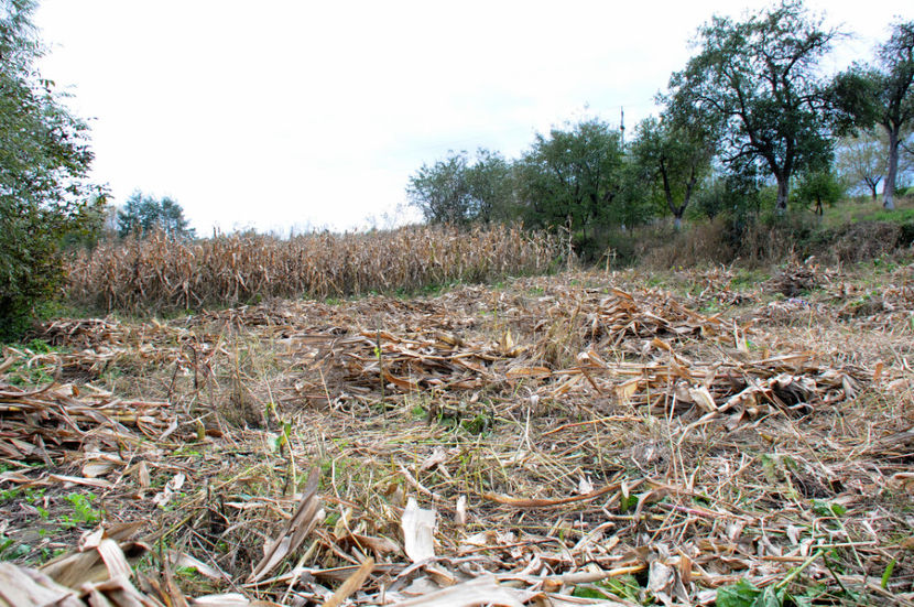  - 03 Gradina de legume 2020