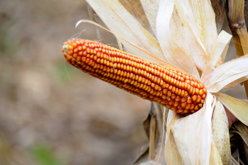  - 03 Gradina de legume 2020