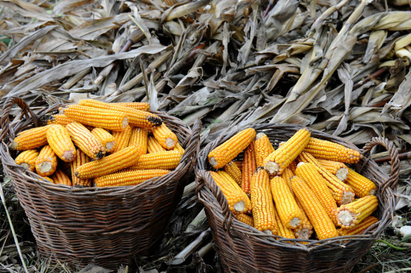  - 03 Gradina de legume 2020