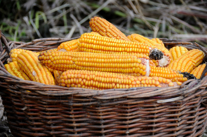  - 03 Gradina de legume 2020