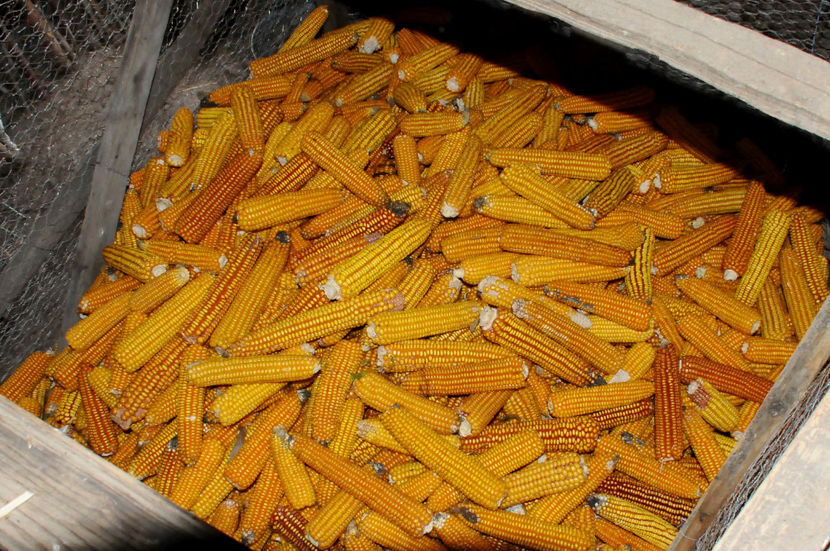  - 03 Gradina de legume 2020