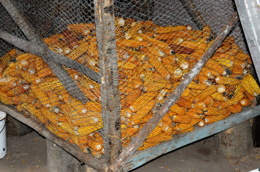  - 03 Gradina de legume 2020