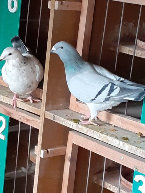 F 2020 - Voiajori standard