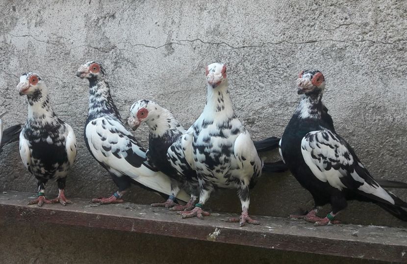 Femele - Carunculați 2020