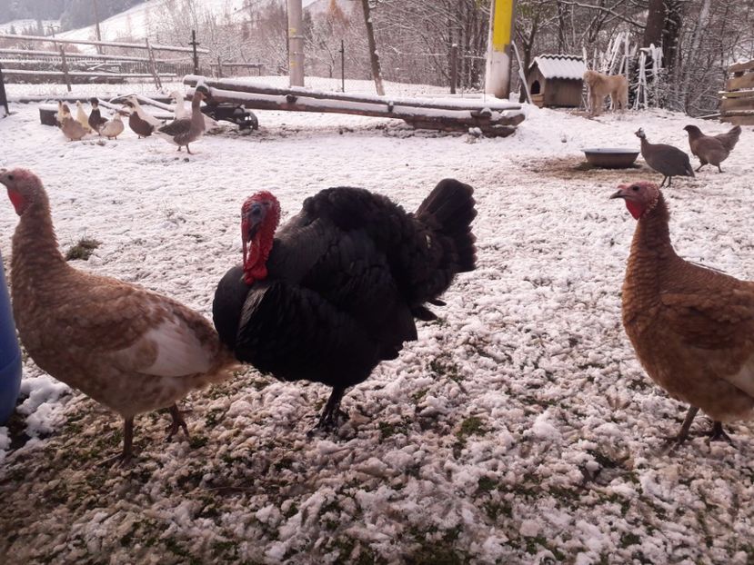  - 01 Curci comune 2020-2021