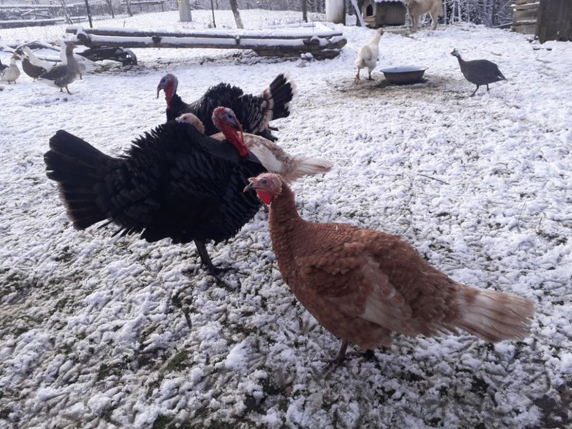  - 01 Curci comune 2020-2021