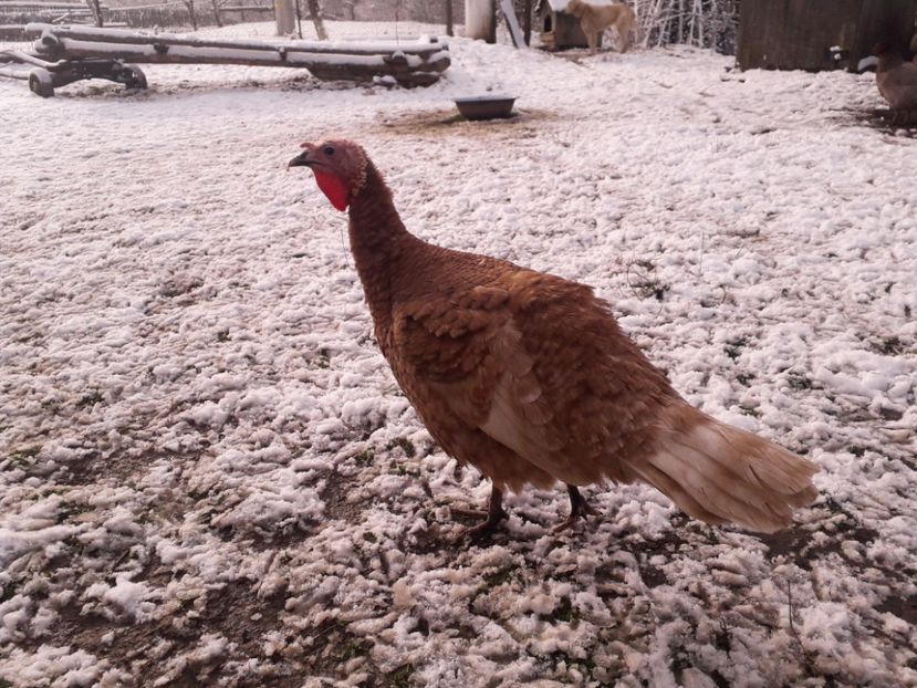  - 01 Curci comune 2020-2021