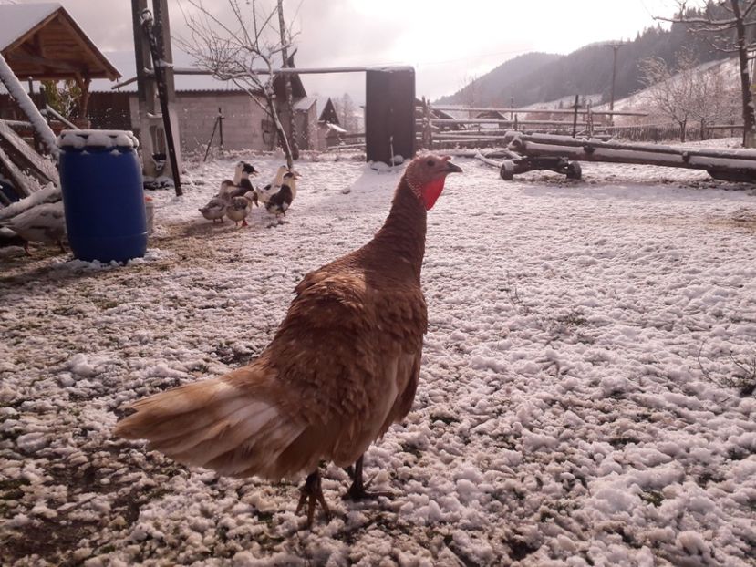  - 01 Curci comune 2020-2021