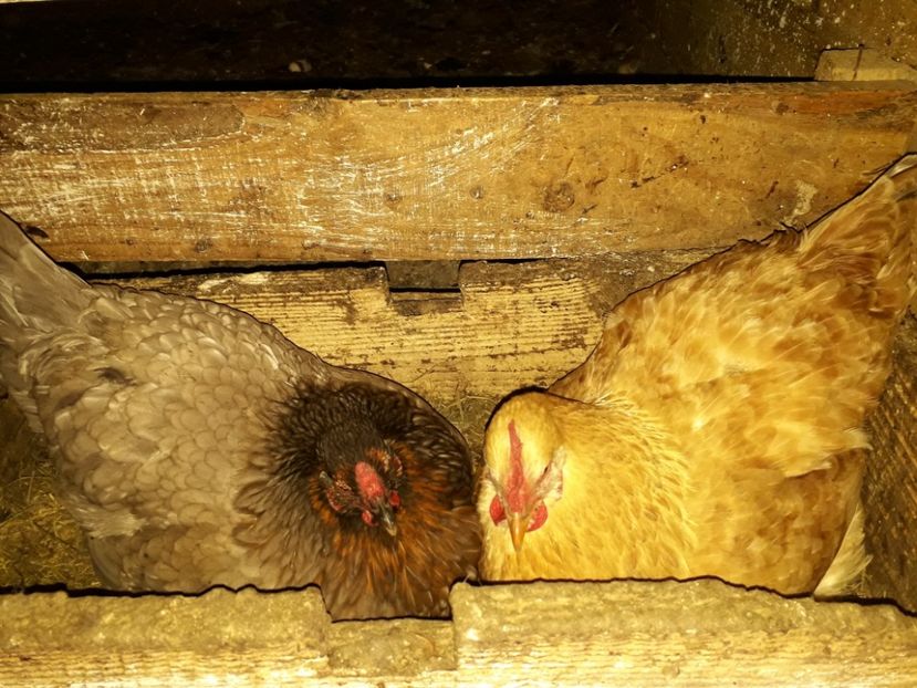  - 02 Gaini Moțate-Bărboase-Golașe-Frezate 2020-2021