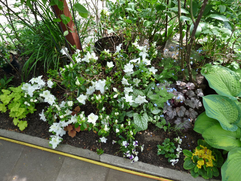  - Azalee si Rhododendroni