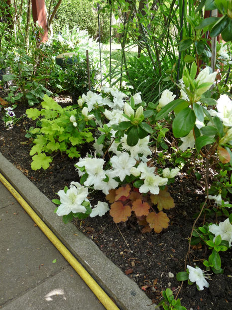  - Azalee si Rhododendroni