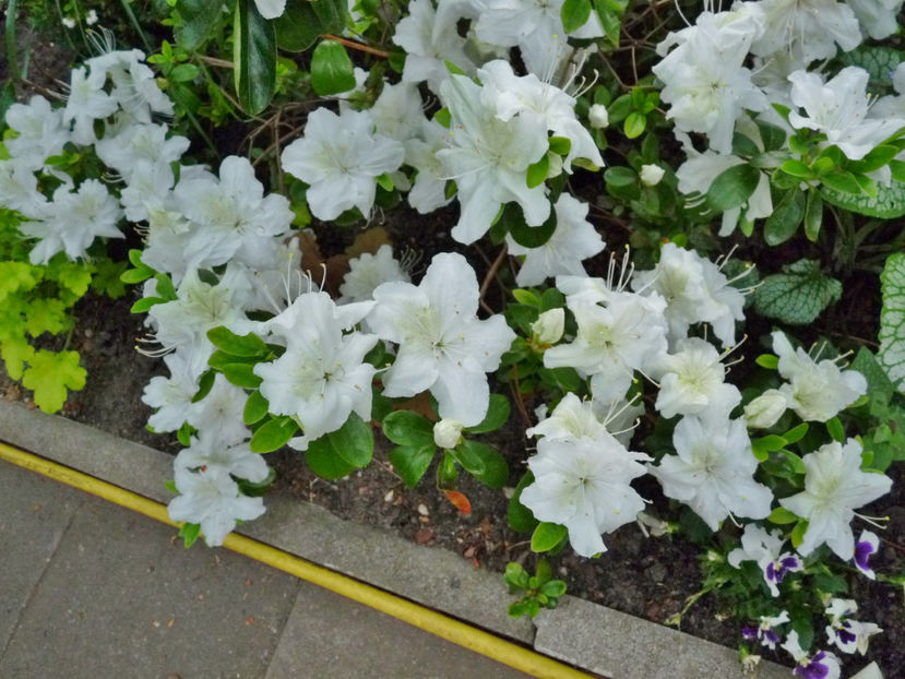  - Azalee si Rhododendroni