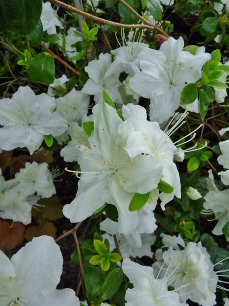  - Azalee si Rhododendroni