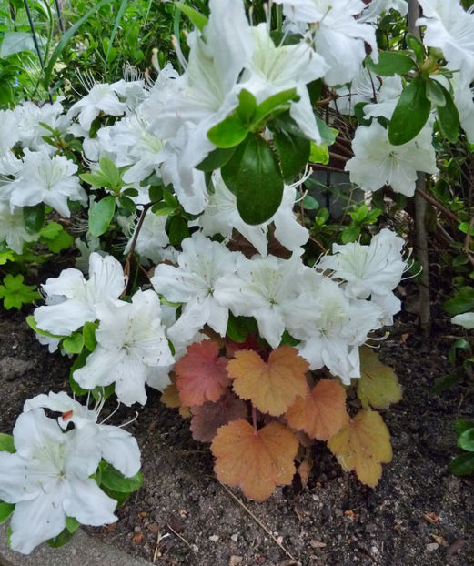  - Azalee si Rhododendroni