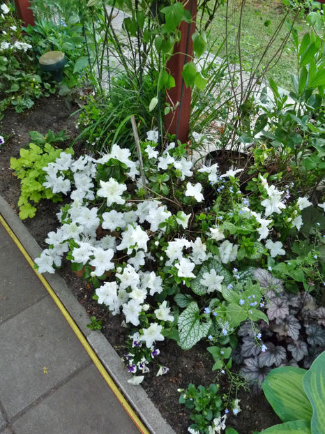  - Azalee si Rhododendroni