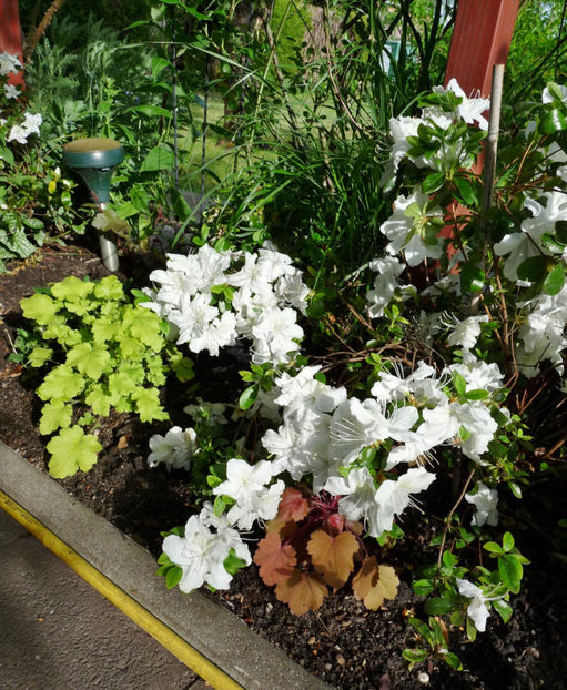  - Azalee si Rhododendroni