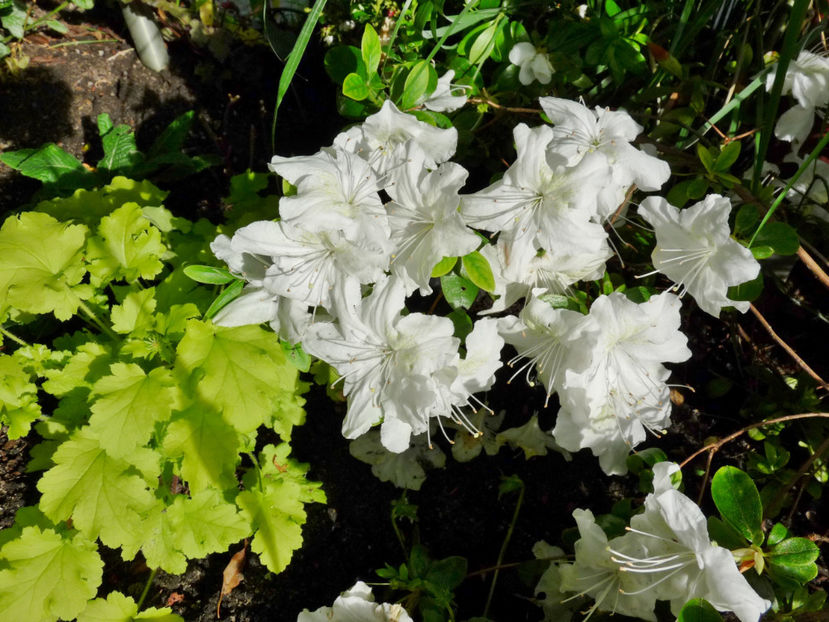  - Azalee si Rhododendroni