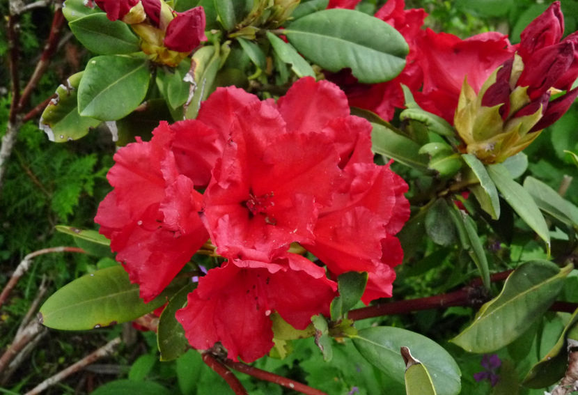  - Azalee si Rhododendroni