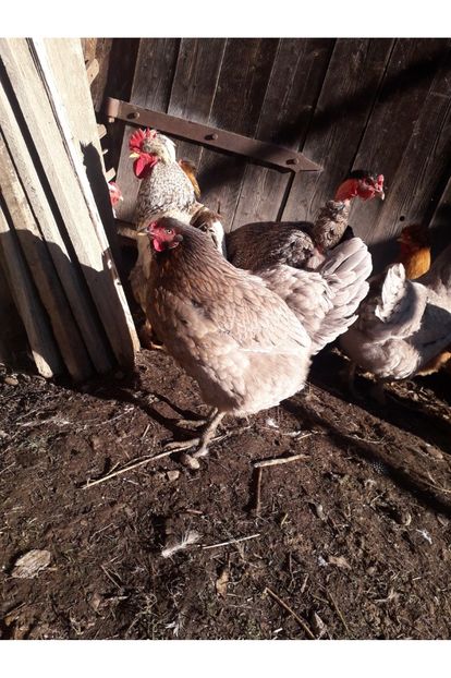  - 02 Gaini Moțate-Bărboase-Golașe-Frezate 2020-2021