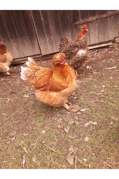  - 02 Gaini Moțate-Bărboase-Golașe-Frezate 2020-2021