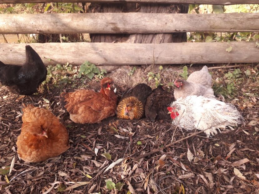  - 02 Gaini Moțate-Bărboase-Golașe-Frezate 2020-2021