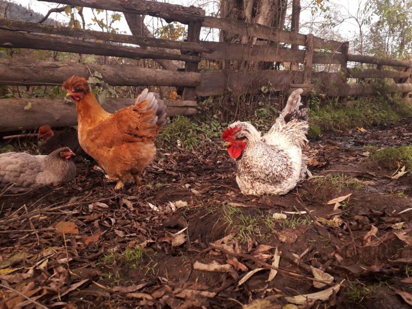  - 02 Gaini Moțate-Bărboase-Golașe-Frezate 2020-2021