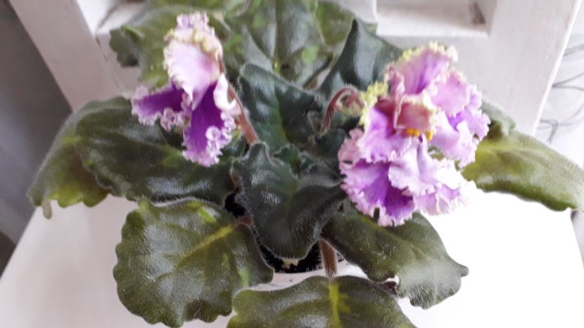  - Le Fuksijevoie Krushevo