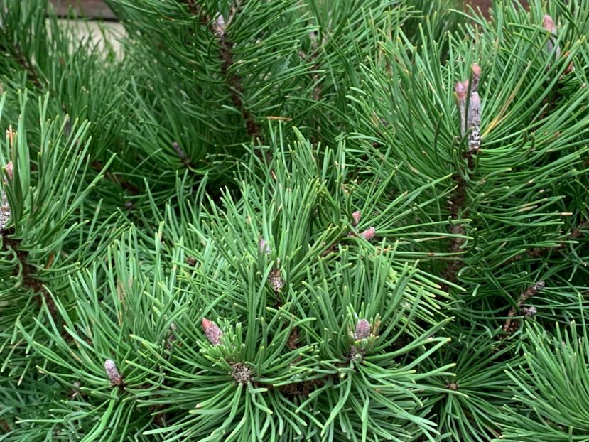 FE0B1B09-FBDC-4F57-A812-8FAE01F32C2B - Din gradina