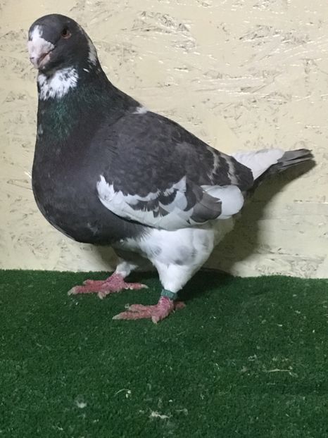 398805C7-67BF-47A7-B34D-FECFCC0EB24B - MASCULI AMERICAN GIANT HOMER MATCA 2021