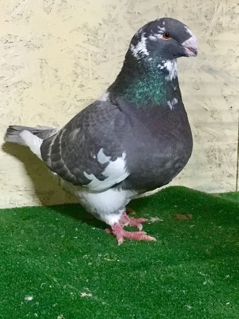 6C1FA9B4-E545-4B15-94E1-DF0E0175D8BC - MASCULI AMERICAN GIANT HOMER MATCA 2021