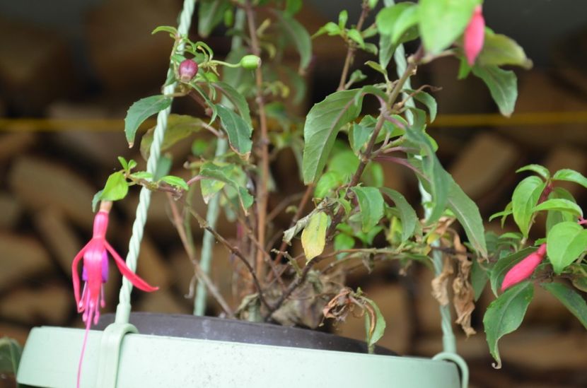  - My Fuchsia Collection