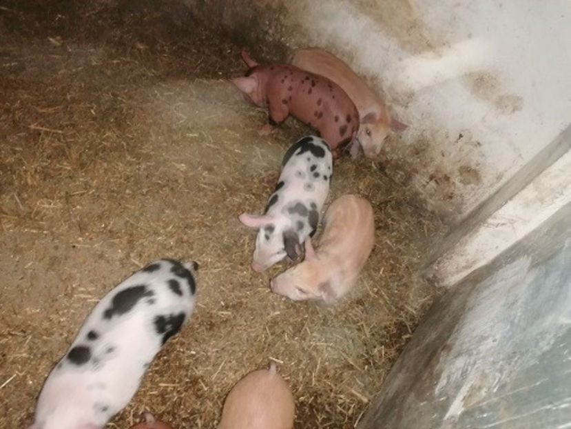  - PORCI 2020