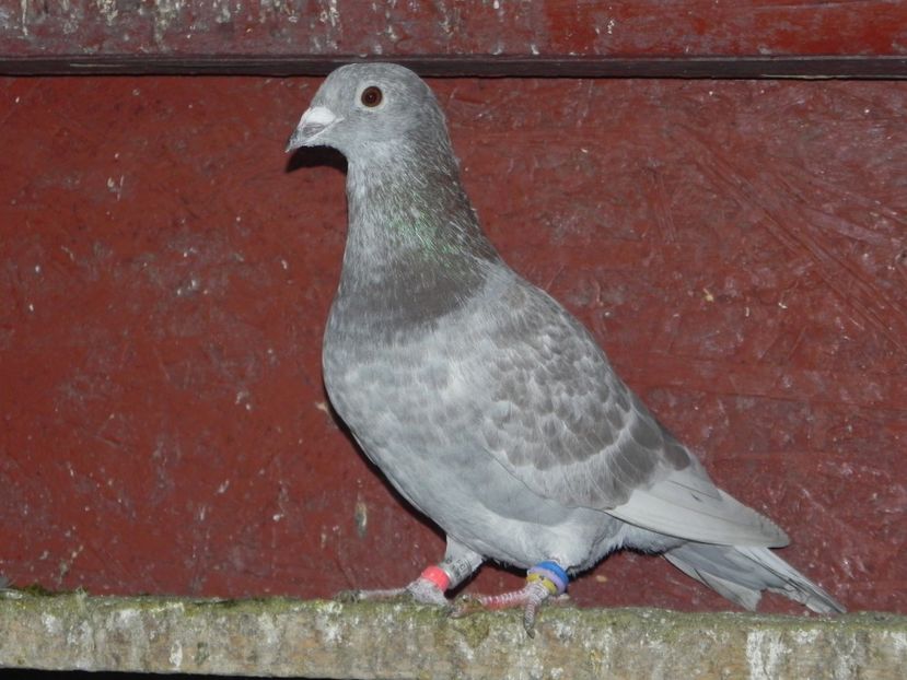 M - Porumbei vanduti