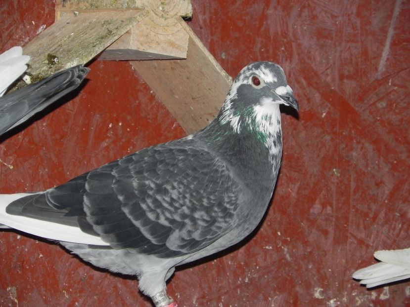 F? - Porumbei vanduti