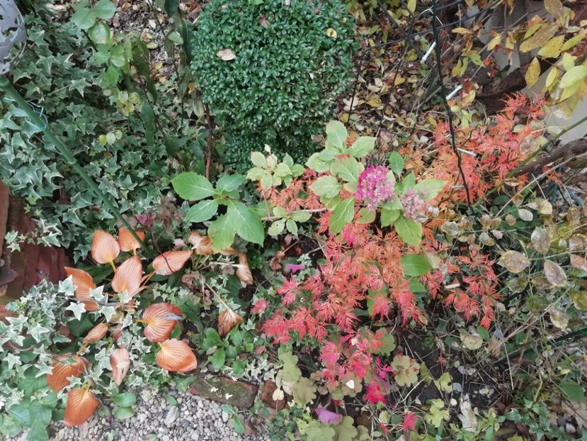  - Grădina 2020 continuare 2