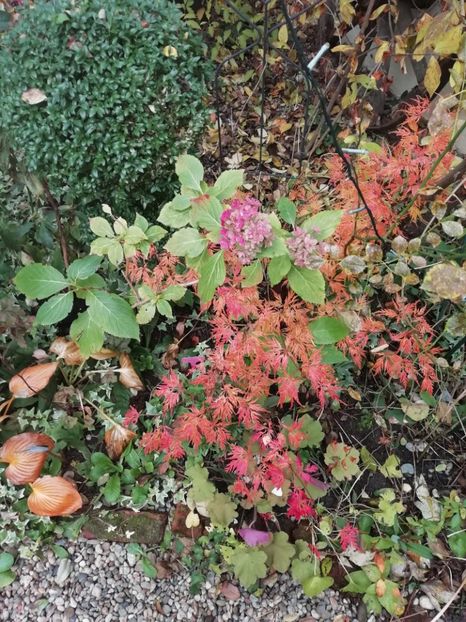  - Grădina 2020 continuare 2