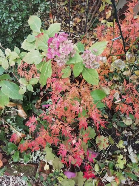  - Grădina 2020 continuare 2