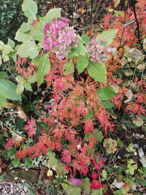  - Grădina 2020 continuare 2